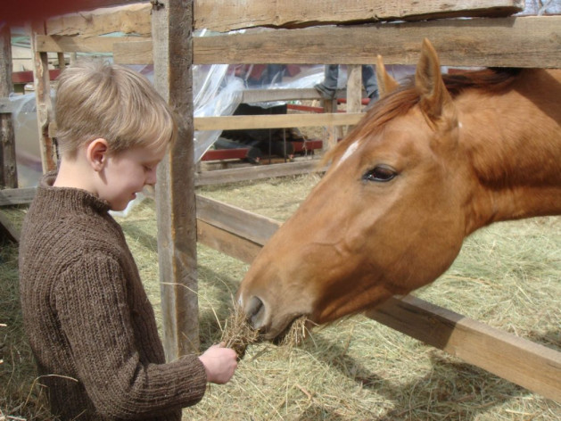 Городские дети никогда не кормили лошадей, потому что прежде видели их только на картинках